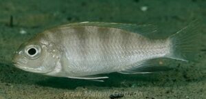 Pseudotropheus livingstonii 'Lundo Island'